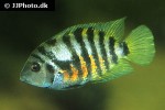 amatitlania nigrofasciata amatitlania nigrofasciata