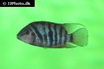 amatitlania nigrofasciata amatitlania nigrofasciata
