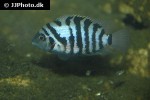 amatitlania nigrofasciata amatitlania nigrofasciata
