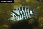 amatitlania nigrofasciata amatitlania nigrofasciata
