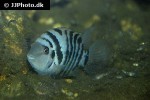 amatitlania nigrofasciata amatitlania nigrofasciata