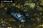 amatitlania nigrofasciata amatitlania nigrofasciata