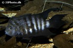 amatitlania nigrofasciata amatitlania nigrofasciata