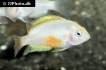 amatitlania nigrofasciata albino amatitlania nigrofasciata albino