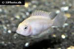 amatitlania nigrofasciata albino amatitlania nigrofasciata albino