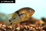 amatitlania sajica amatitlania sajica