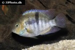 amatitlania sajica amatitlania sajica