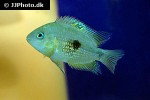 amatitlania septemfasciata amatitlania septemfasciata