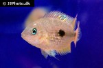 amatitlania septemfasciata amatitlania septemfasciata