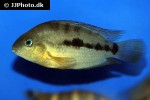 amatitlania septemfasciata amatitlania septemfasciata