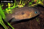 amatitlania septemfasciata amatitlania septemfasciata