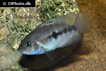 amatitlania septemfasciata amatitlania septemfasciata