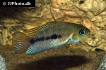 amatitlania septemfasciata amatitlania septemfasciata