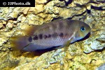 amatitlania septemfasciata amatitlania septemfasciata