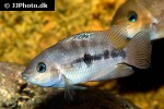 amatitlania septemfasciata amatitlania septemfasciata
