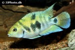 amatitlania siquia amatitlania siquia