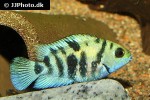 amatitlania siquia amatitlania siquia