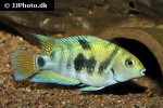 amatitlania siquia amatitlania siquia