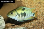 amatitlania siquia amatitlania siquia