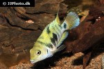 amatitlania siquia amatitlania siquia