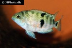 amatitlania siquia amatitlania siquia