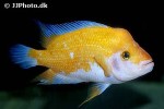 amphilophus citrinellus amphilophus citrinellus
