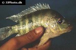 amphilophus citrinellus amphilophus citrinellus