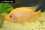 amphilophus citrinellus amphilophus citrinellus