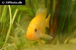 amphilophus citrinellus amphilophus citrinellus