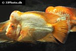 amphilophus citrinellus amphilophus citrinellus