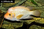 amphilophus citrinellus amphilophus citrinellus