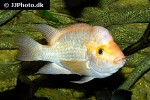 amphilophus citrinellus amphilophus citrinellus