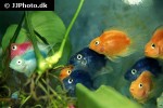 amphilophus citrinellus parrot amphilophus citrinellus parrot
