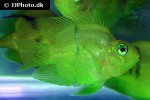amphilophus citrinellus parrot amphilophus citrinellus parrot
