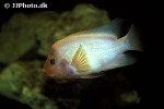 amphilophus labiatus amphilophus labiatus