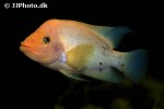 amphilophus labiatus amphilophus labiatus