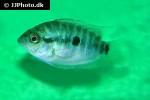 amphilophus lyonsi amphilophus lyonsi