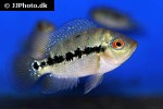 amphilophus lyonsi amphilophus lyonsi