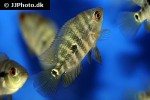 amphilophus lyonsi amphilophus lyonsi