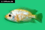 amphilophus xiloaensis amphilophus xiloaensis