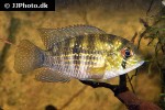 andinoacara coeruleopunctatus andinoacara coeruleopunctatus