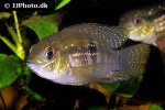 andinoacara coeruleopunctatus andinoacara coeruleopunctatus