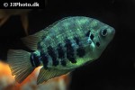 archocentrus centrarchus archocentrus centrarchus