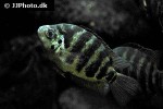 archocentrus centrarchus archocentrus centrarchus