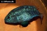 chiapaheros grammodes chiapaheros grammodes