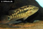 chiapaheros grammodes chiapaheros grammodes