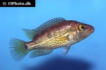 chiapaheros grammodes chiapaheros grammodes