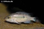 chiapaheros grammodes chiapaheros grammodes
