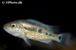 chiapaheros grammodes chiapaheros grammodes
