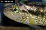 chiapaheros grammodes chiapaheros grammodes